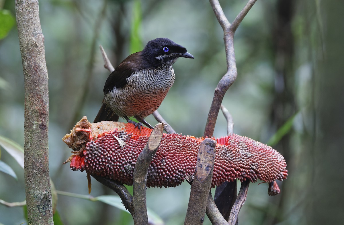 Western Parotia - ML641783741