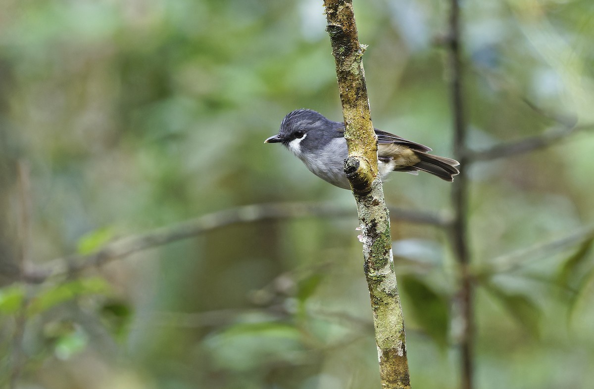 Arfak Robin - ML641783743
