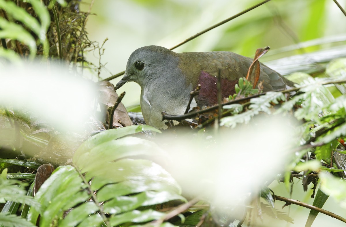 Gallicolombe de Beccari - ML641783774