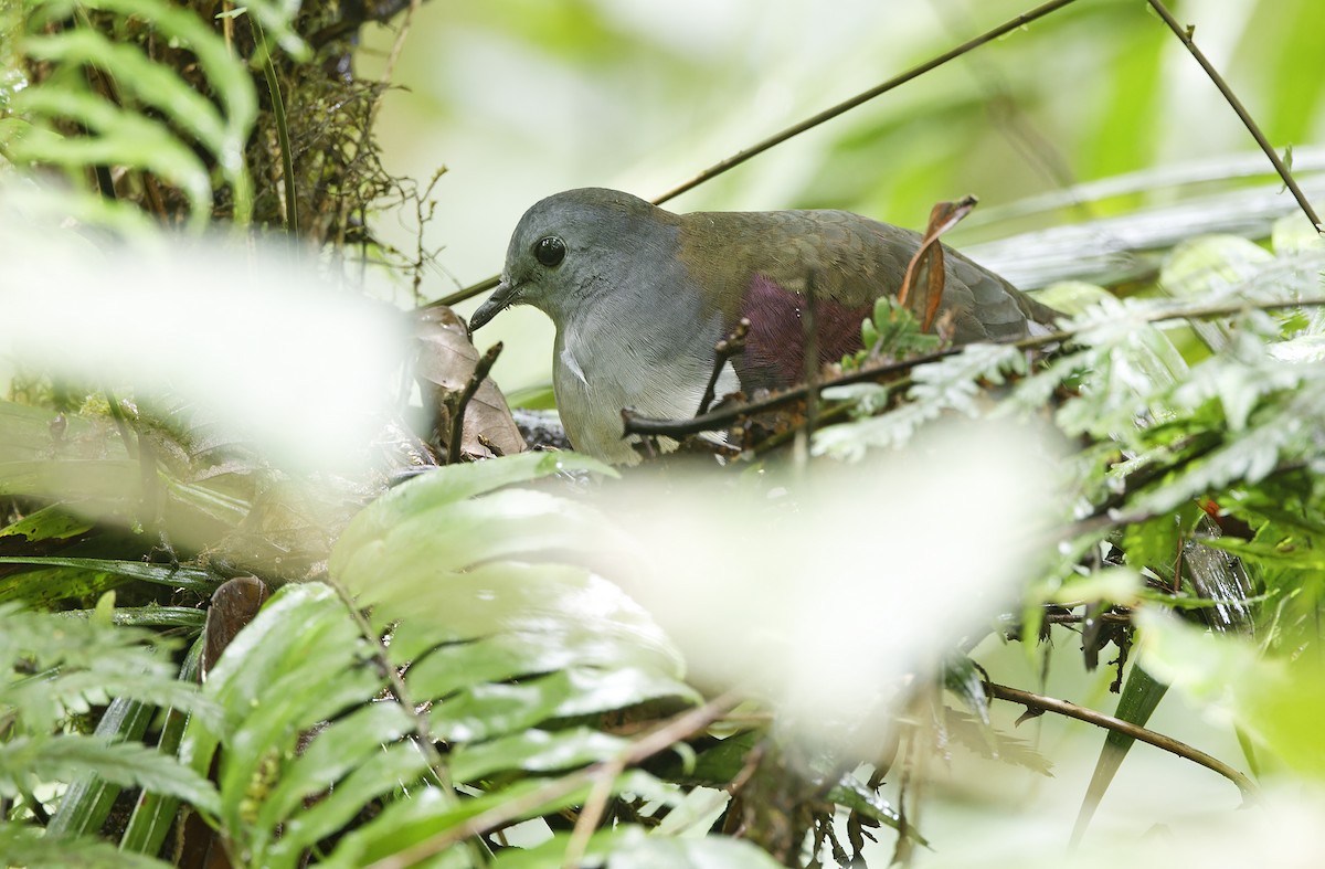 Gallicolombe de Beccari - ML641783775