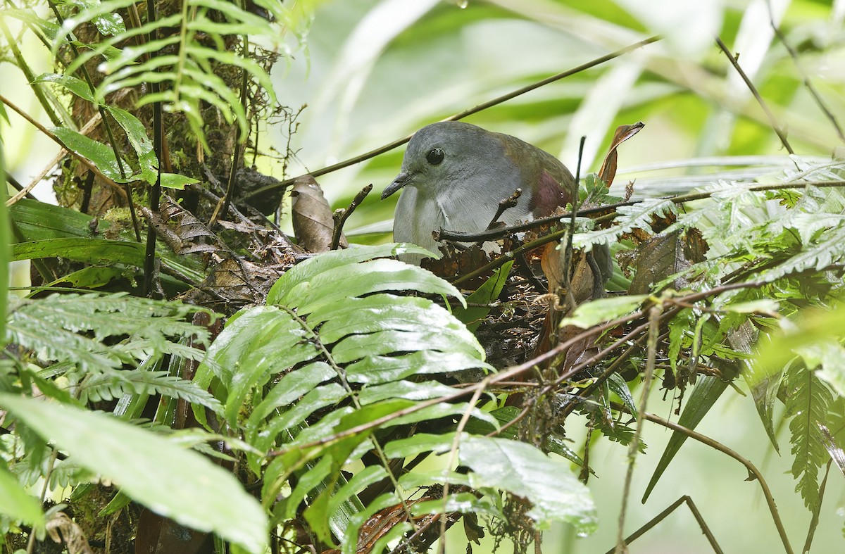 Gallicolombe de Beccari - ML641783776