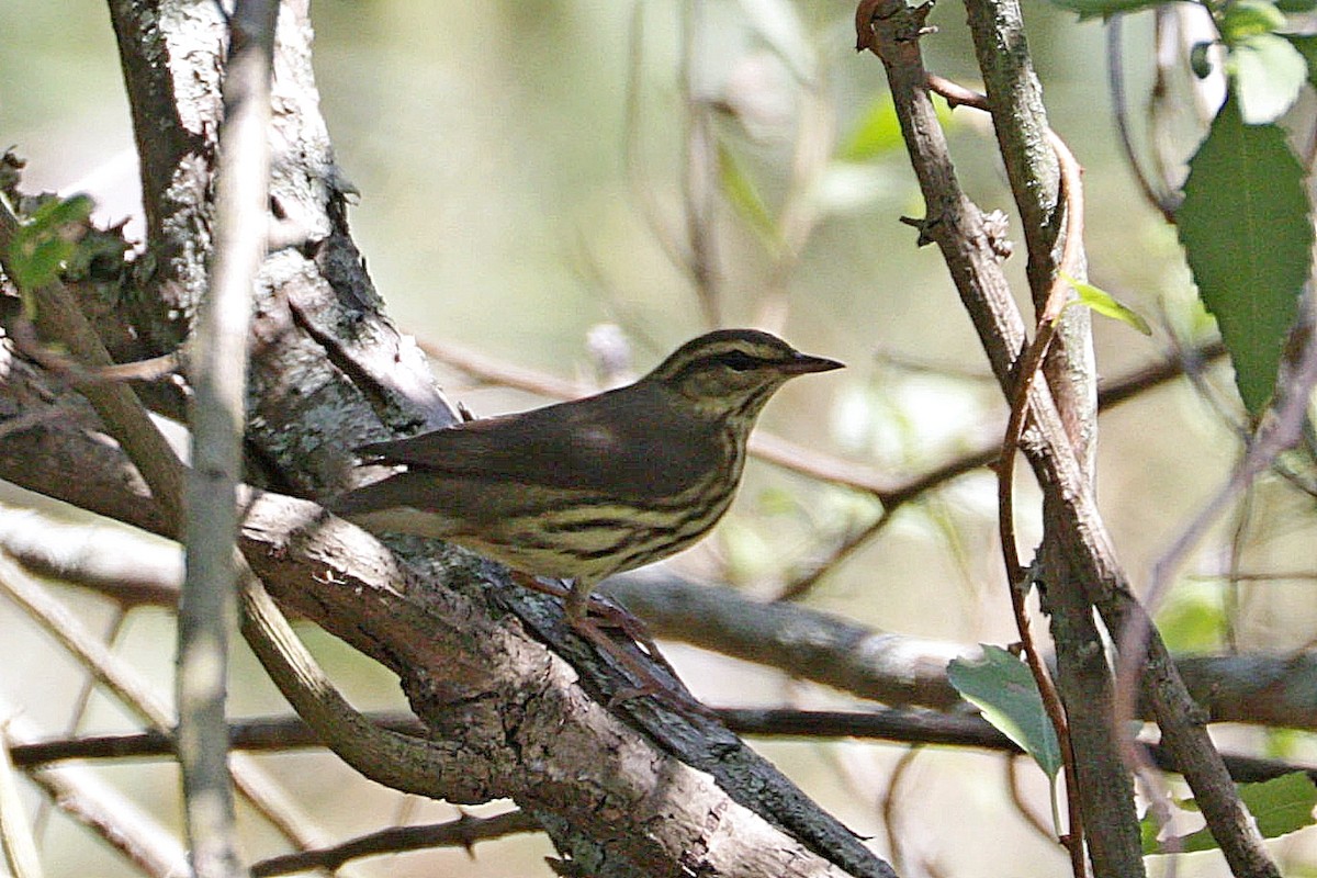 Northern Waterthrush - ML641783797