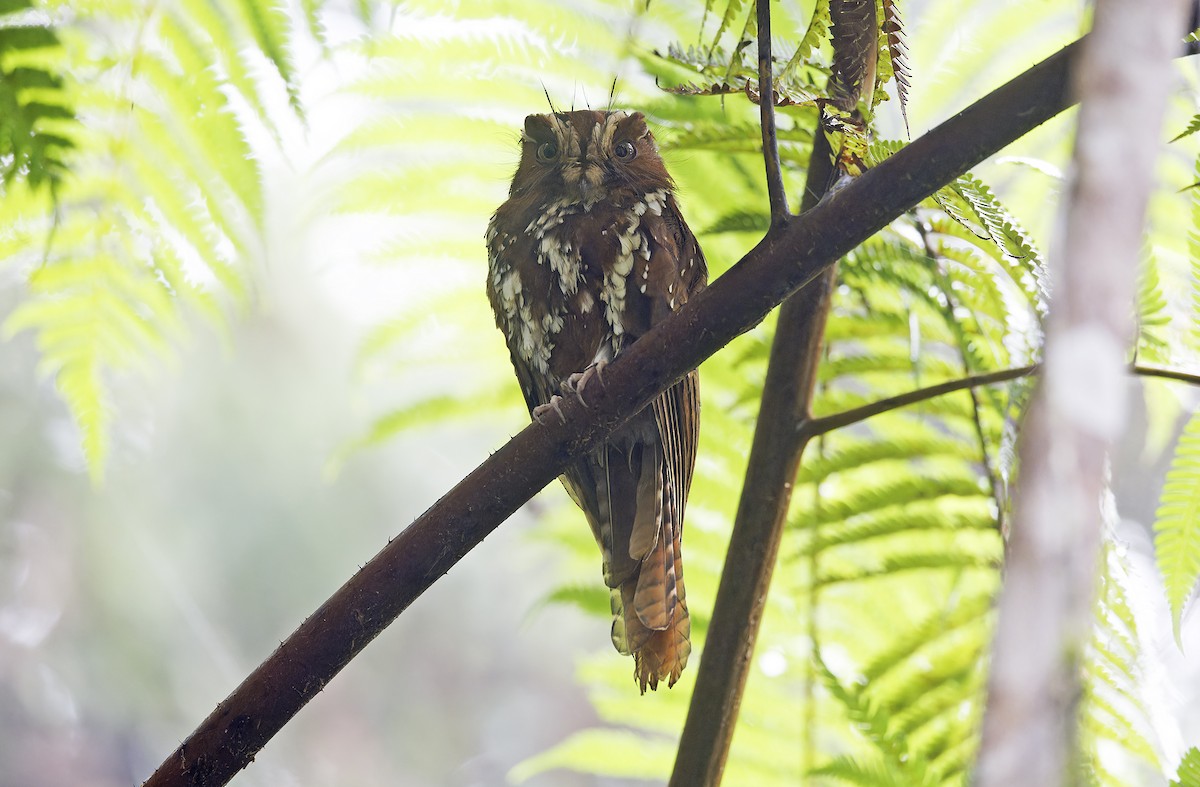 オオズクヨタカ - ML641783837