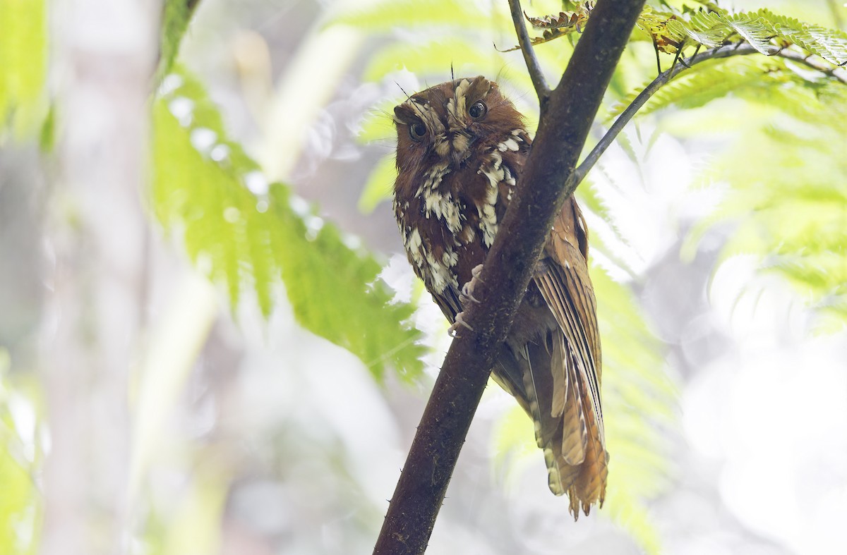オオズクヨタカ - ML641783838