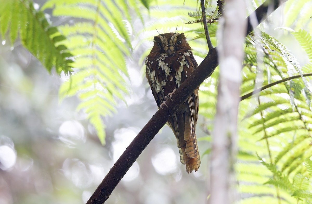 オオズクヨタカ - ML641783839