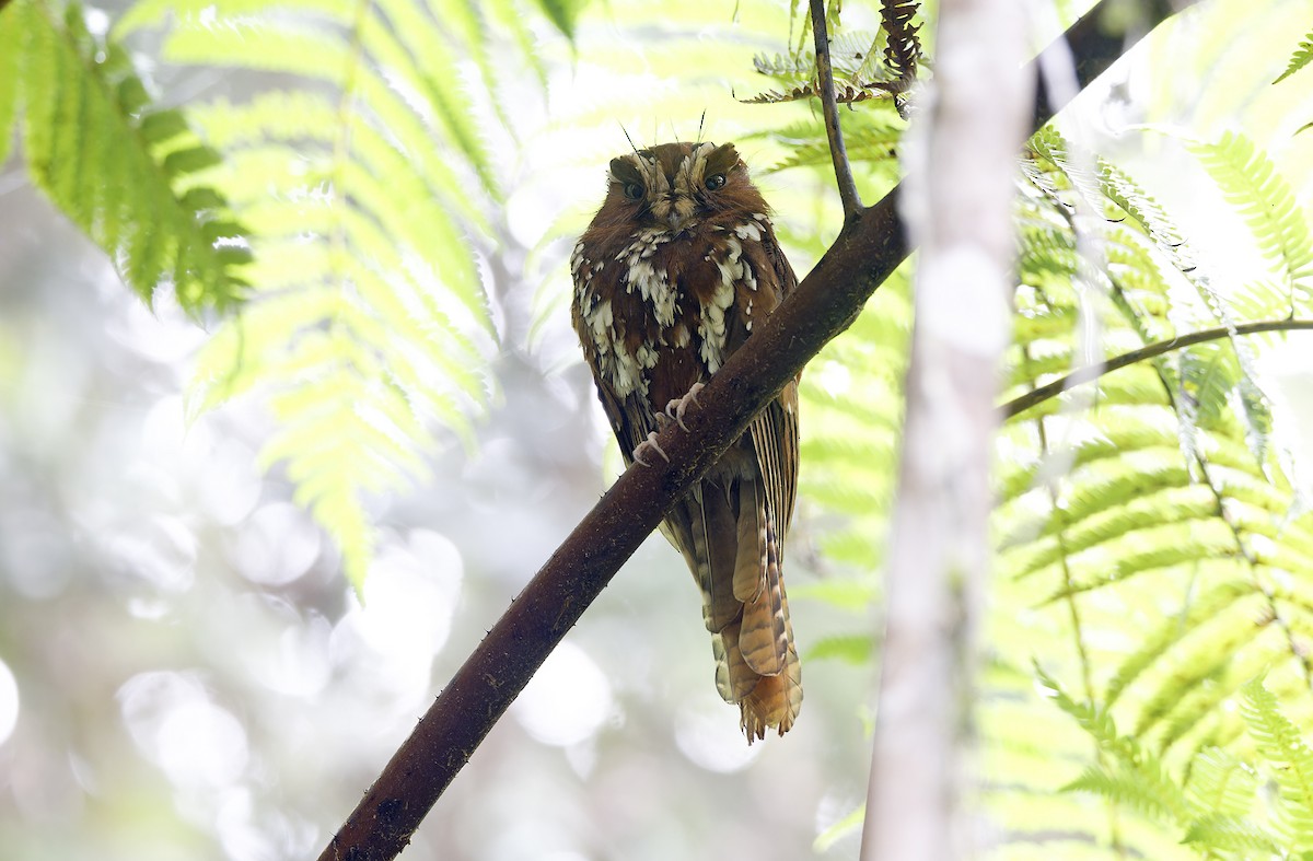 オオズクヨタカ - ML641783840