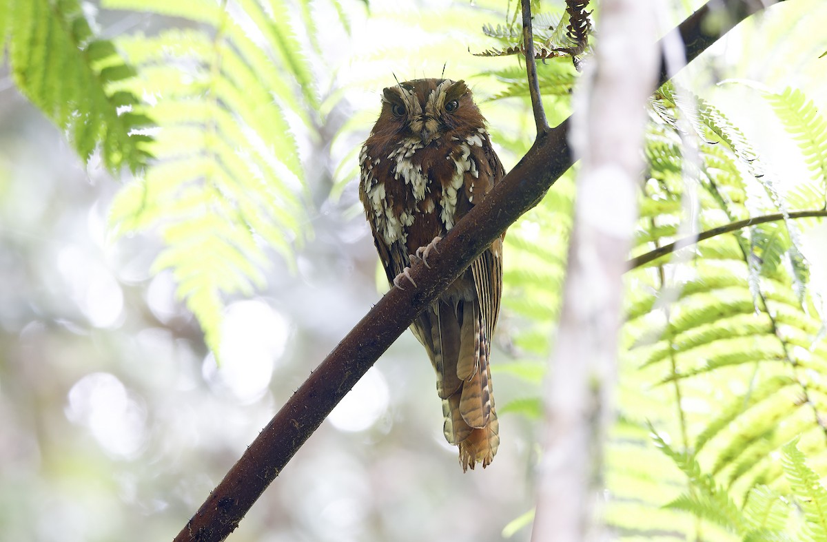 オオズクヨタカ - ML641783841