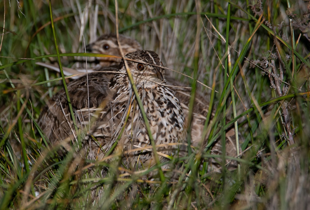 Stubble Quail - ML641783892