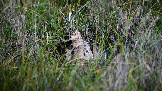 Stubble Quail - ML641783893