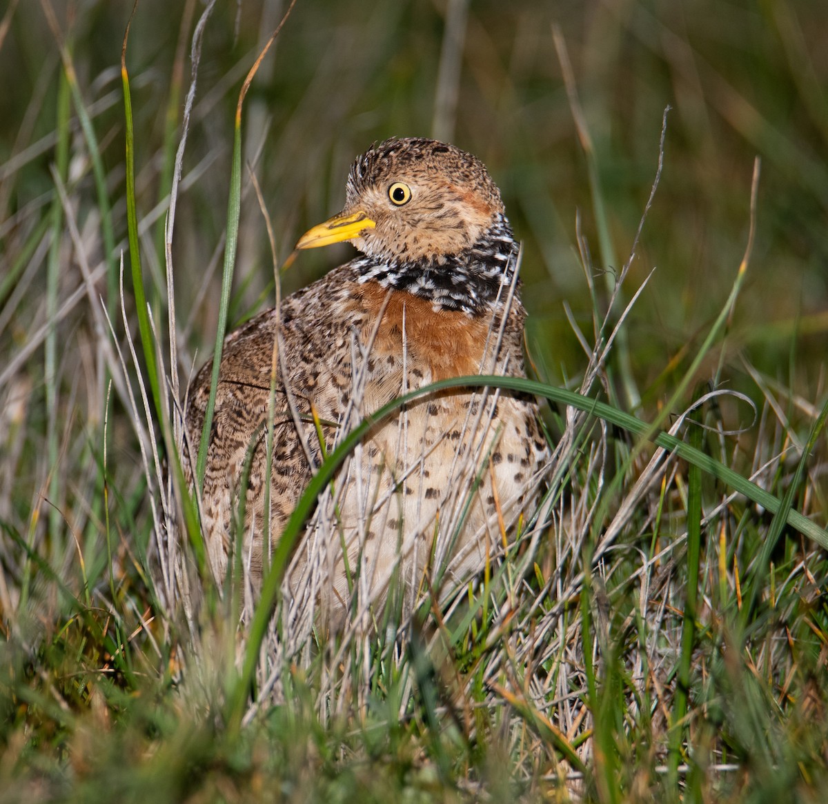 Plains-wanderer - ML641783897
