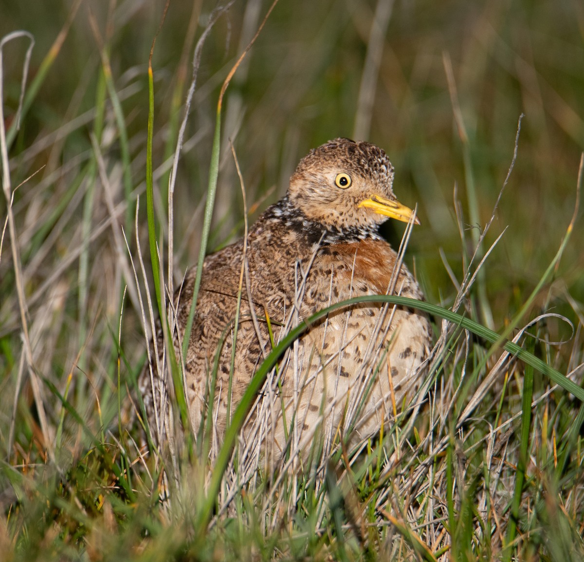 Plains-wanderer - ML641783899