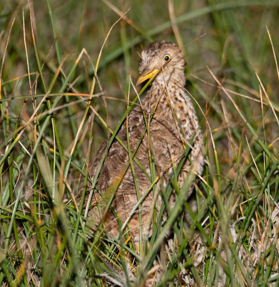 Plains-wanderer - ML641783900
