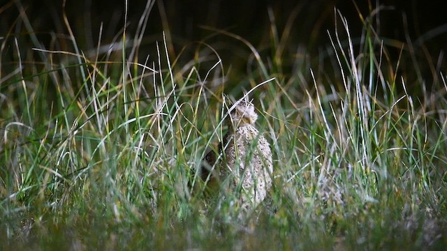 Plains-wanderer - ML641783902