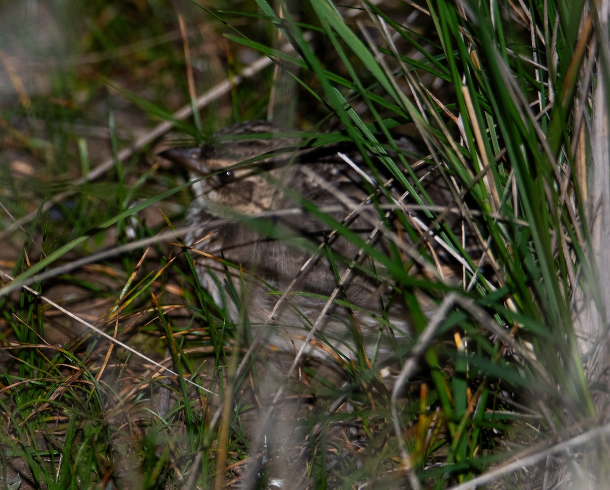 Singing Bushlark - ML641783906