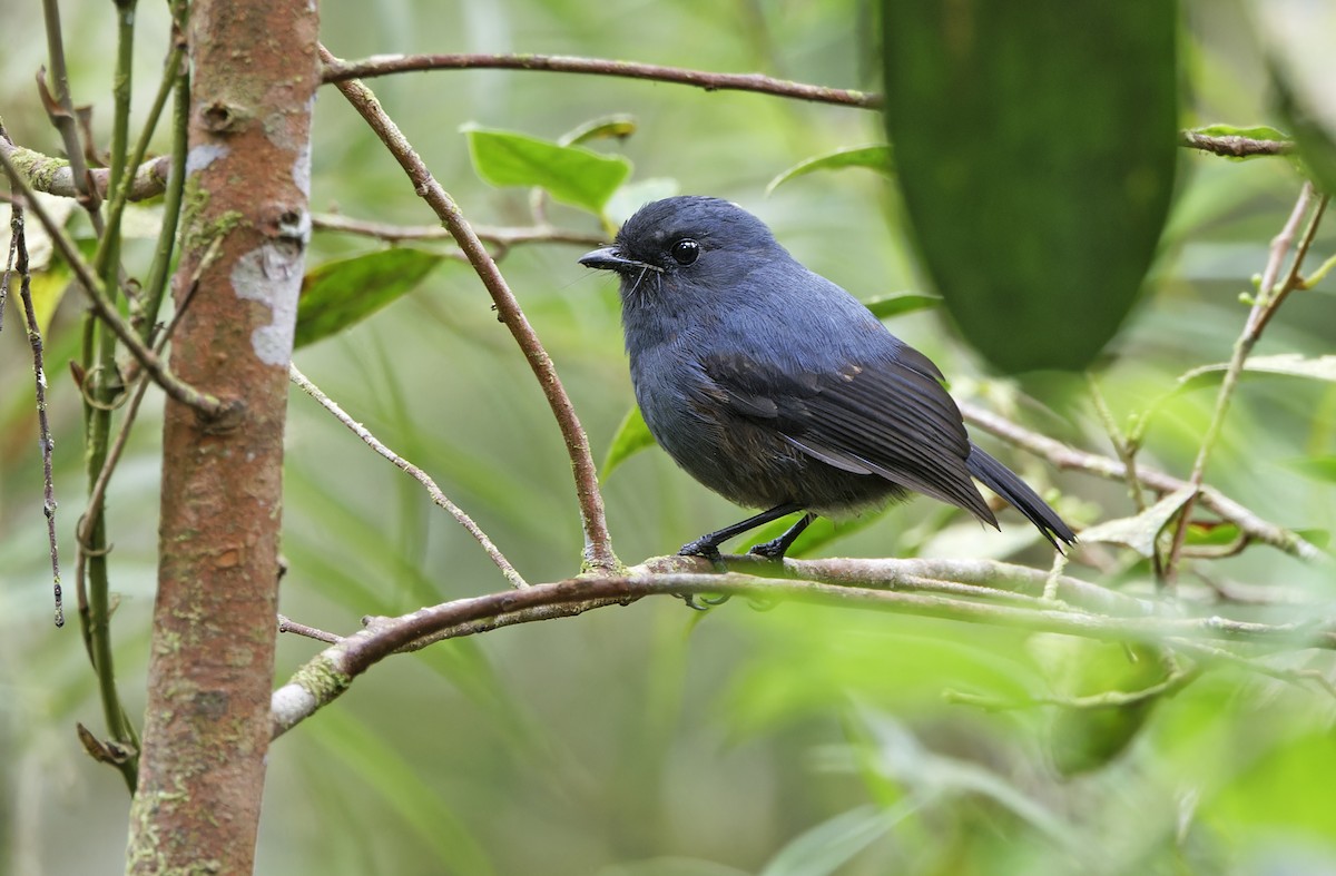Blue-gray Robin - ML641783910