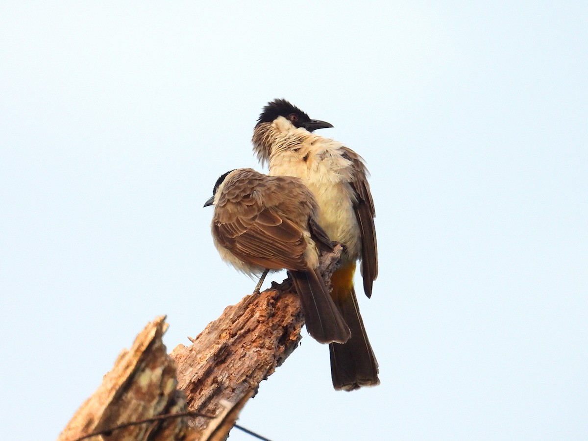 Bulbul urre-ipurdia - ML641783913