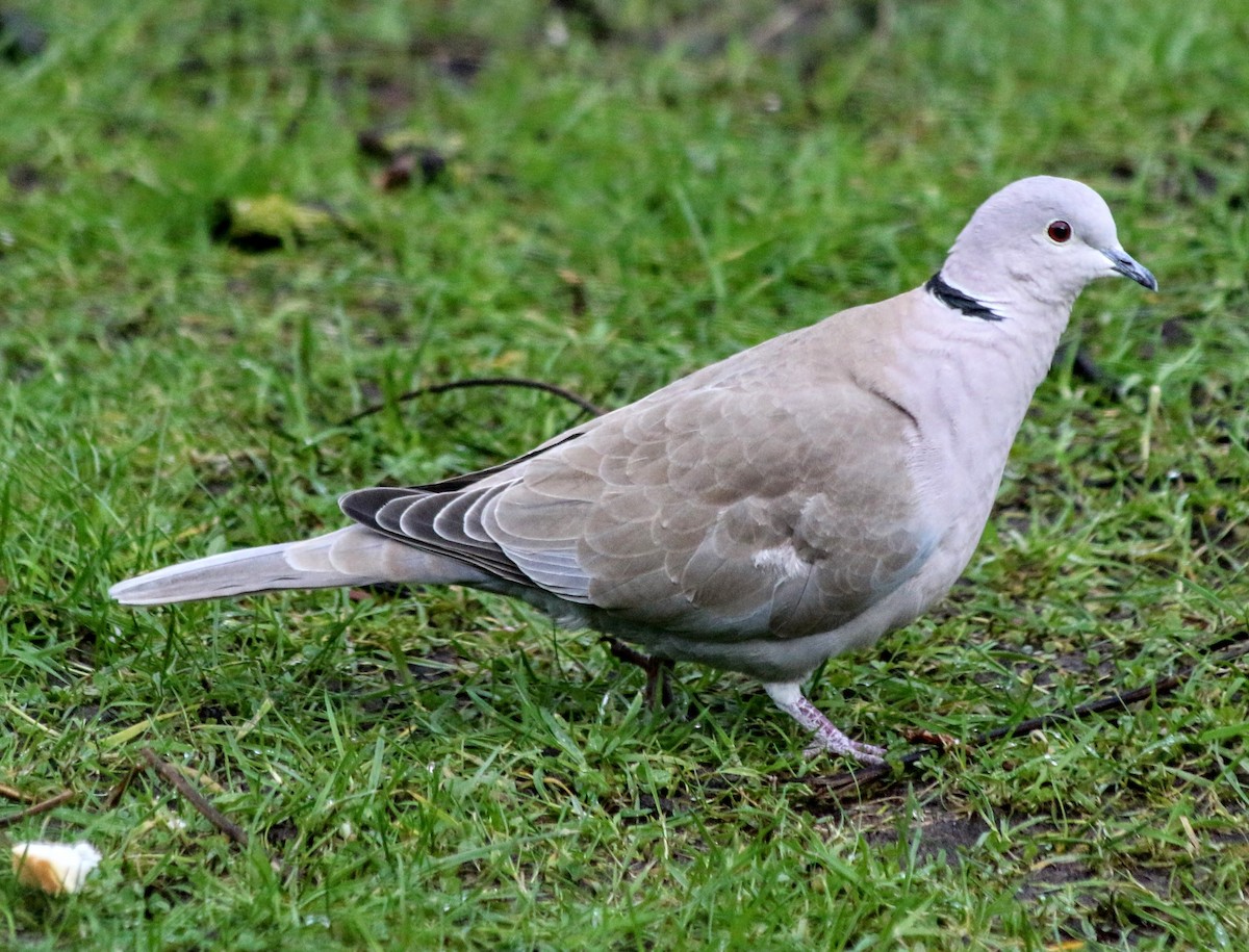 Eurasian Collared-Dove - ML641783925