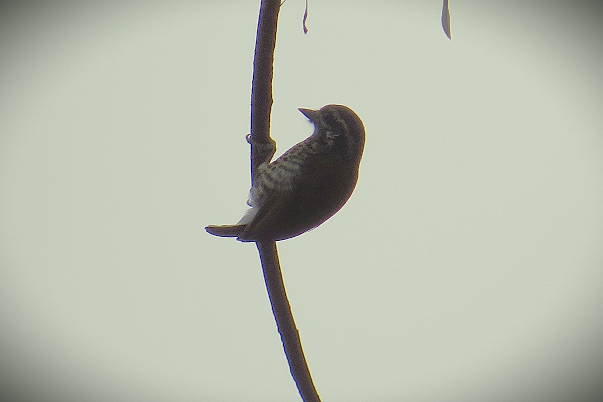 Speckled Piculet - ML641783937