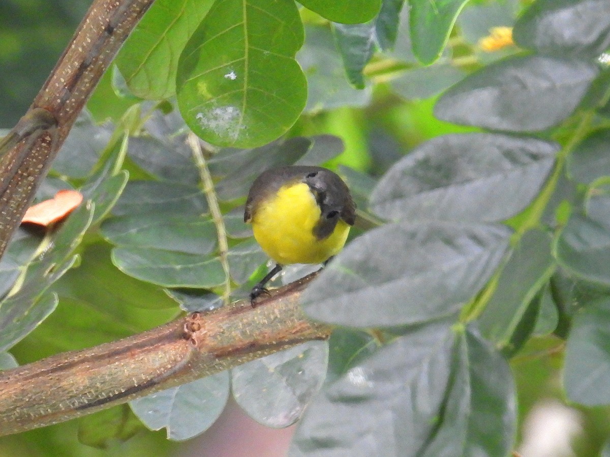 Golden-bellied Gerygone - ML641783948