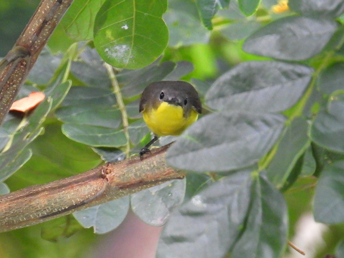 Golden-bellied Gerygone - ML641783949