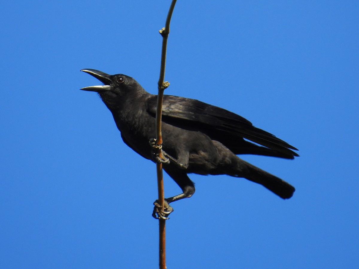 Sulawesi Crow - ML641783950