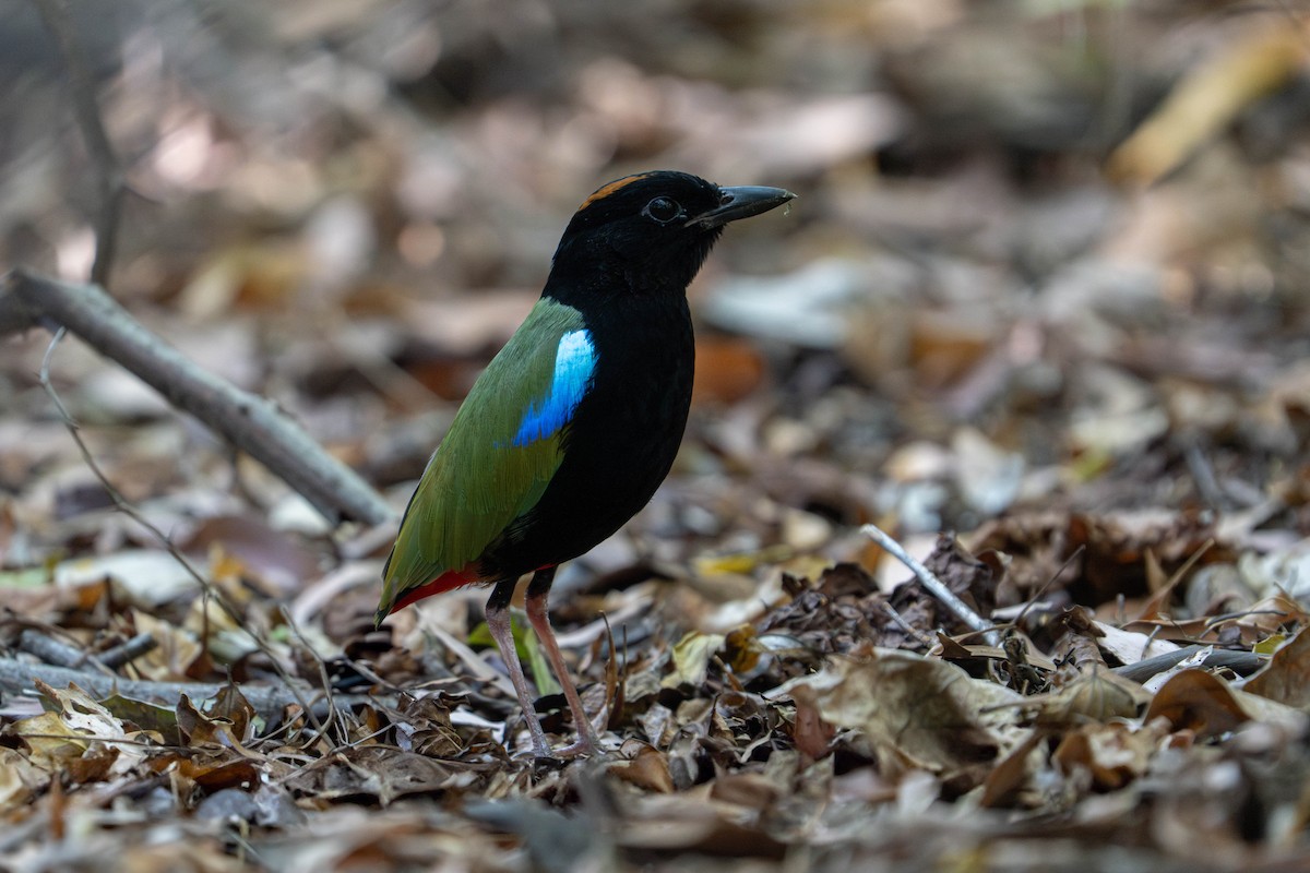 ムナグロヤイロチョウ - ML641783951
