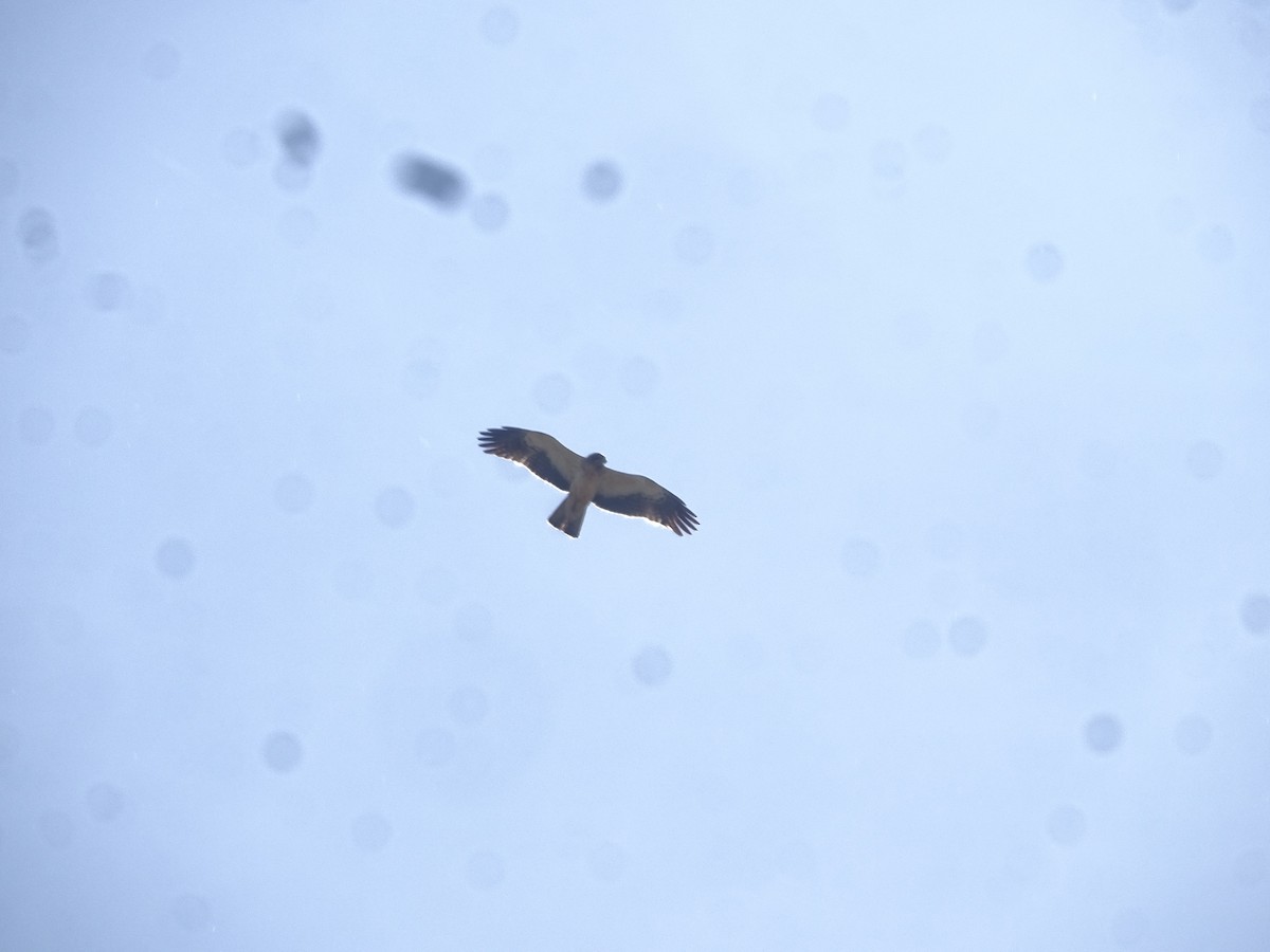 Aquila minore - ML641783959