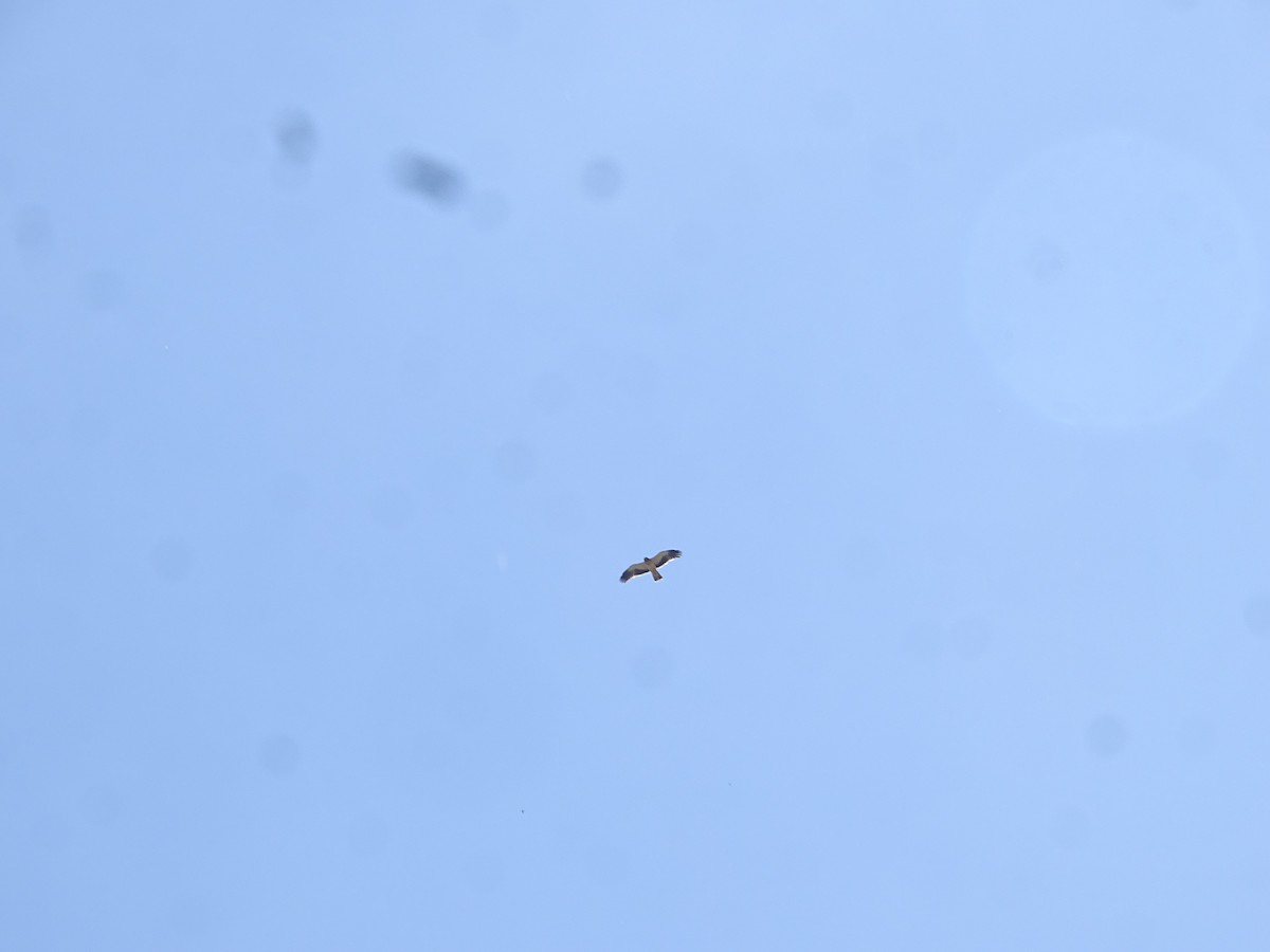 Aquila minore - ML641783965