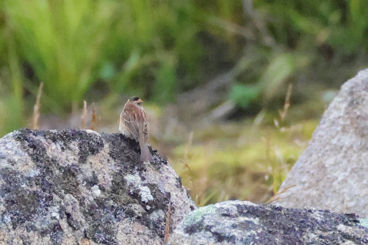 Acentor Siberiano - ML641783967