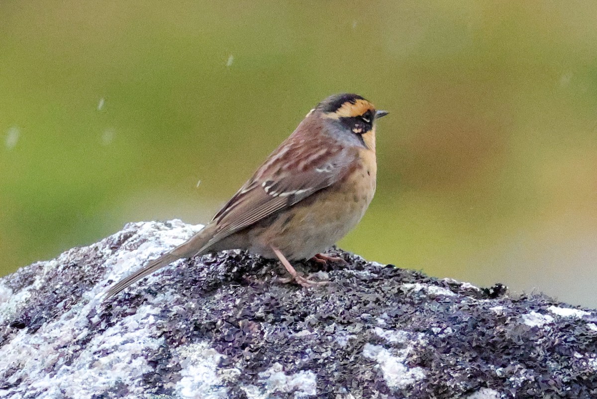 Acentor Siberiano - ML641783968