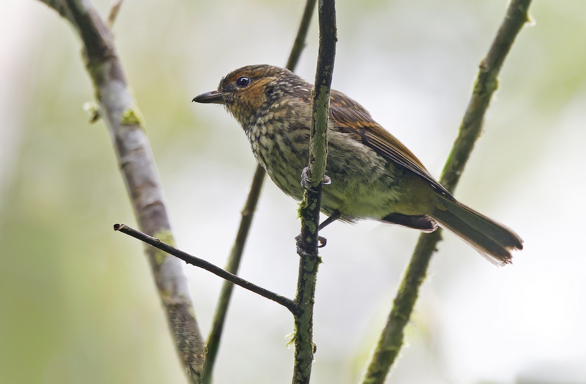 Mottled Berryhunter - ML641783981