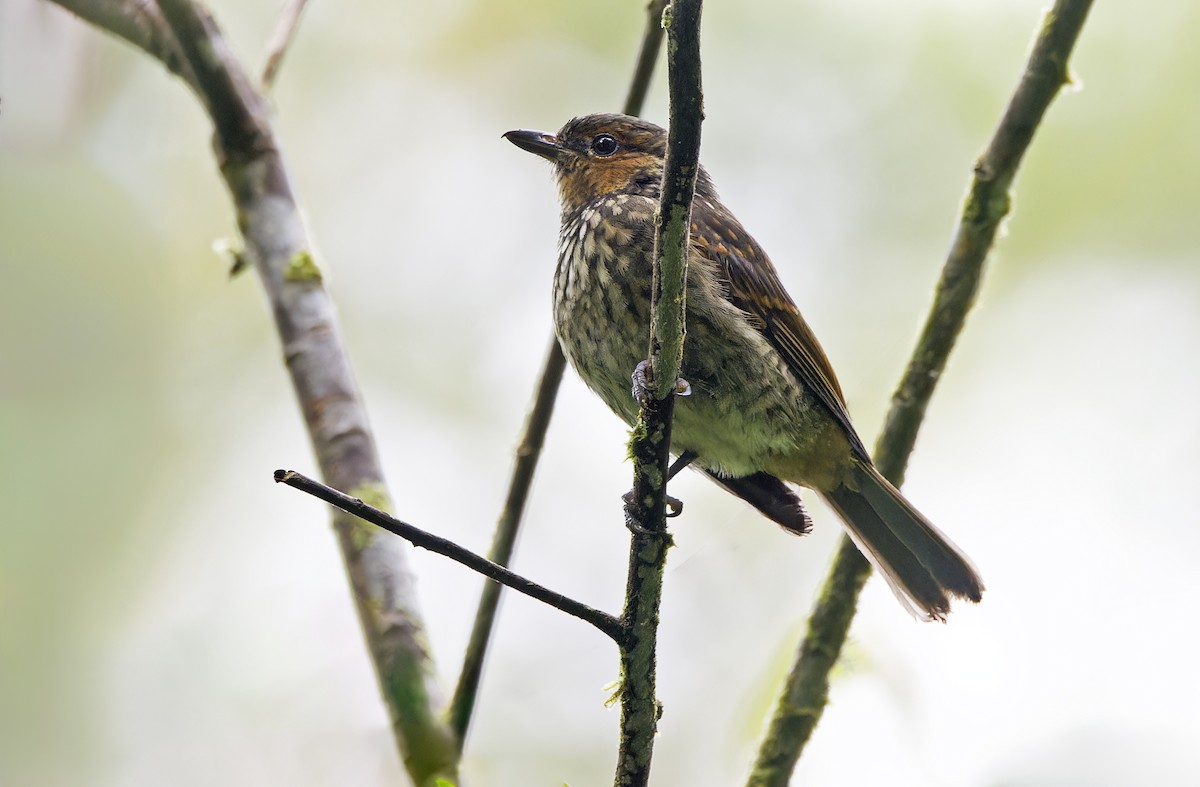 Mottled Berryhunter - ML641783983