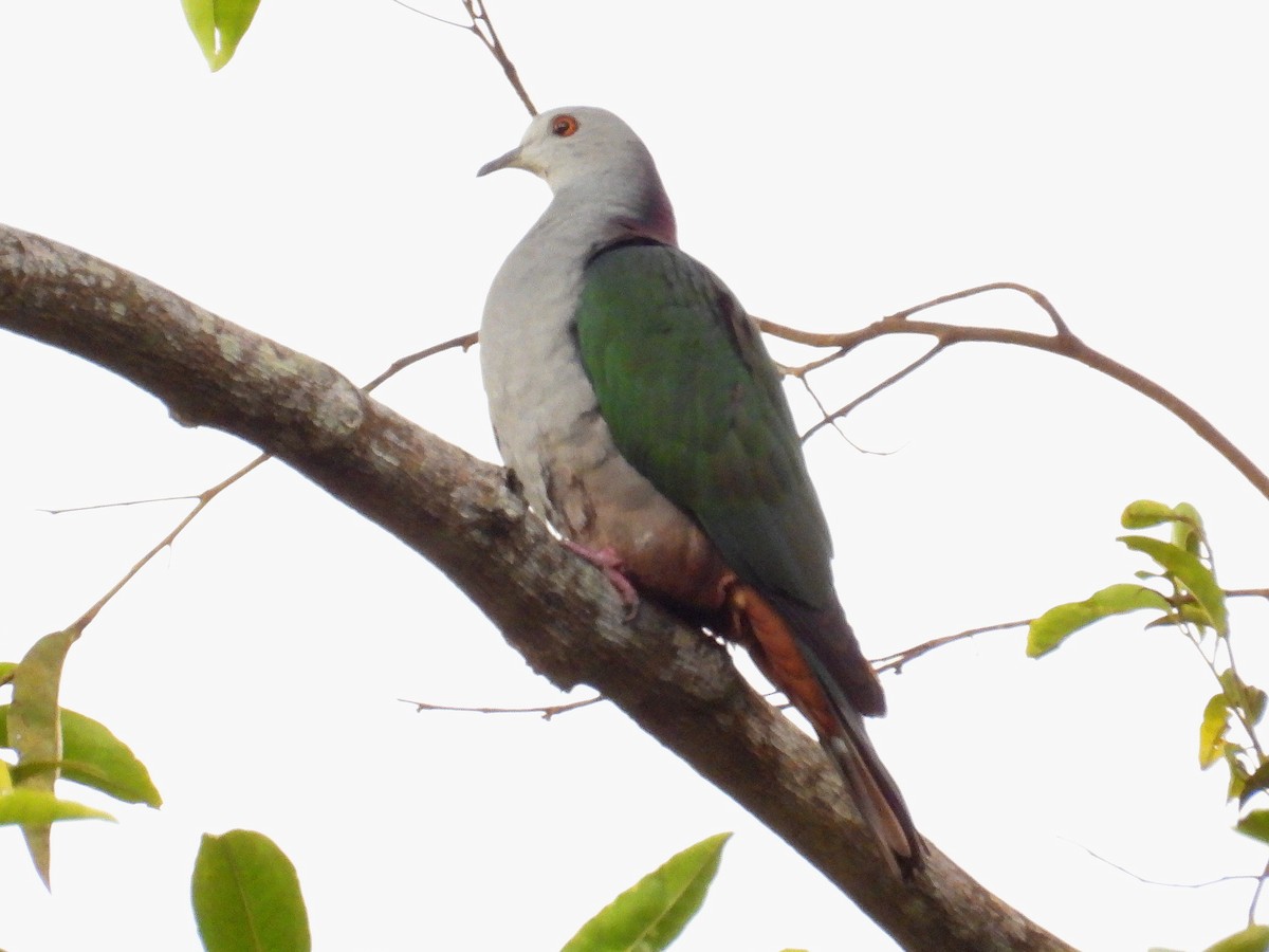 Gri Başlı Has Güvercin - ML641783996