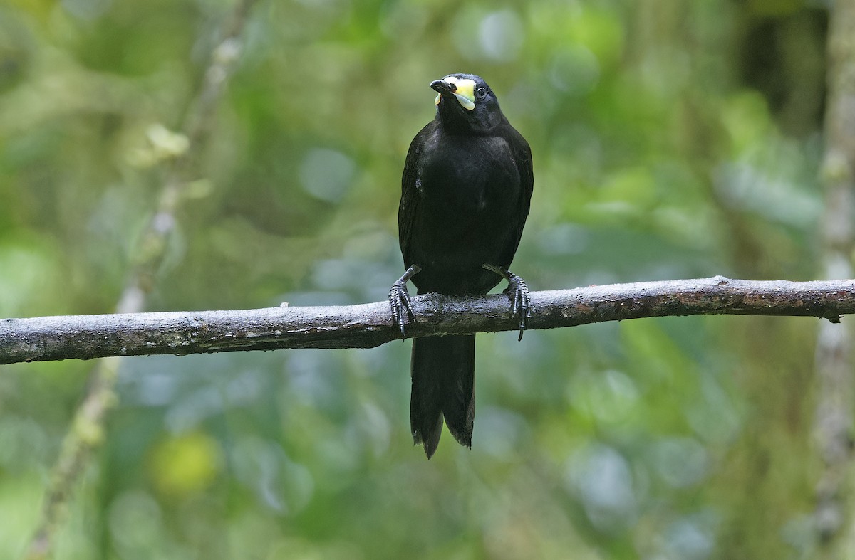Long-tailed Paradigalla - ML641783999