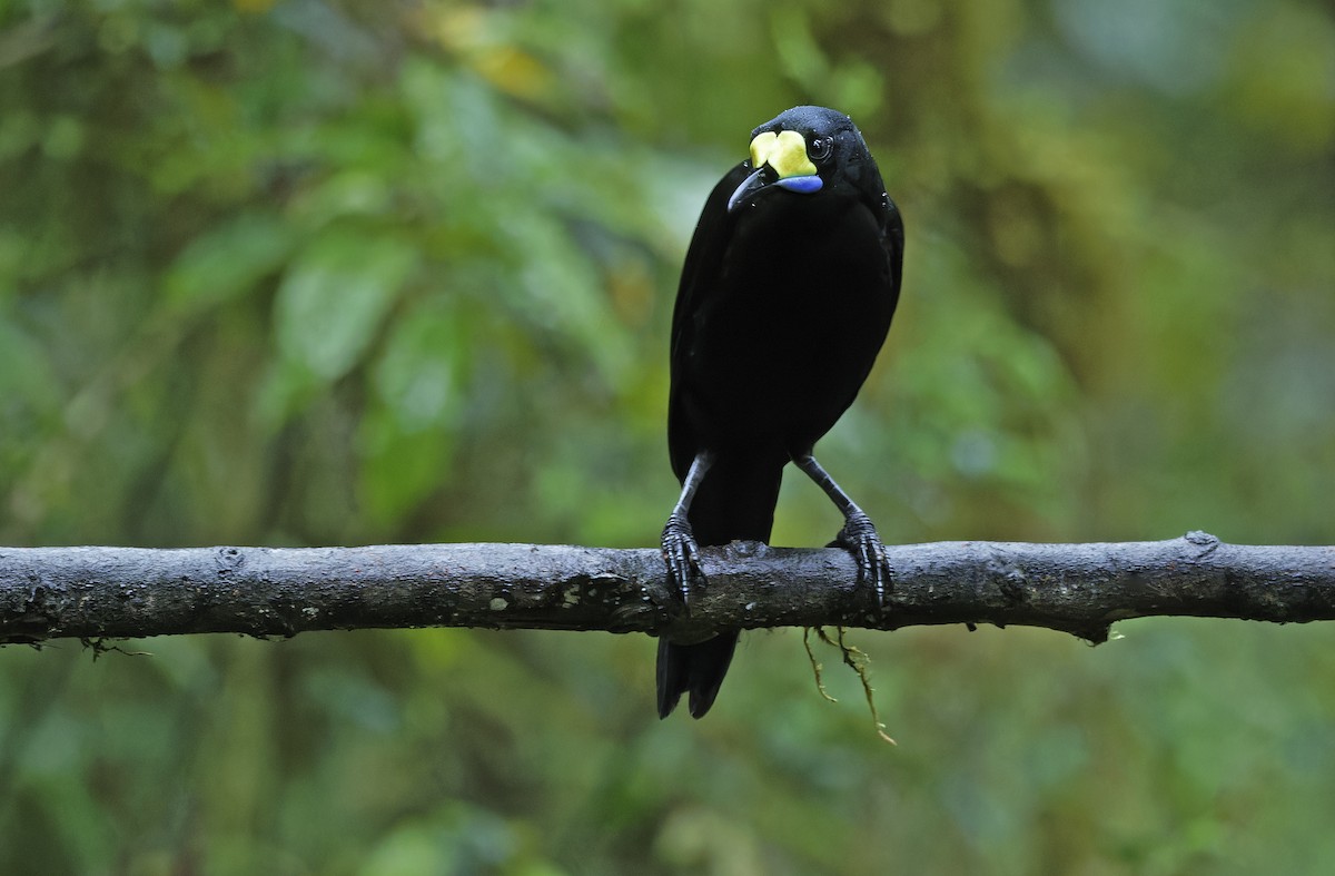 Long-tailed Paradigalla - ML641784001