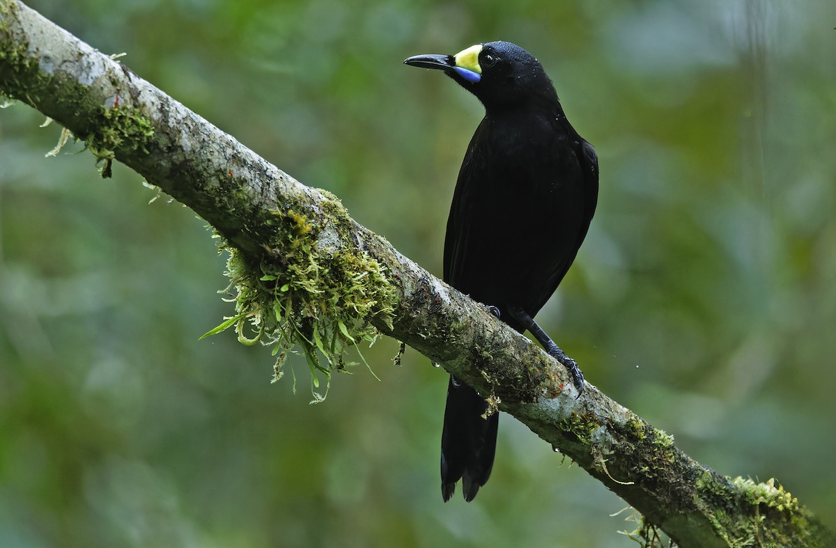 Long-tailed Paradigalla - ML641784002