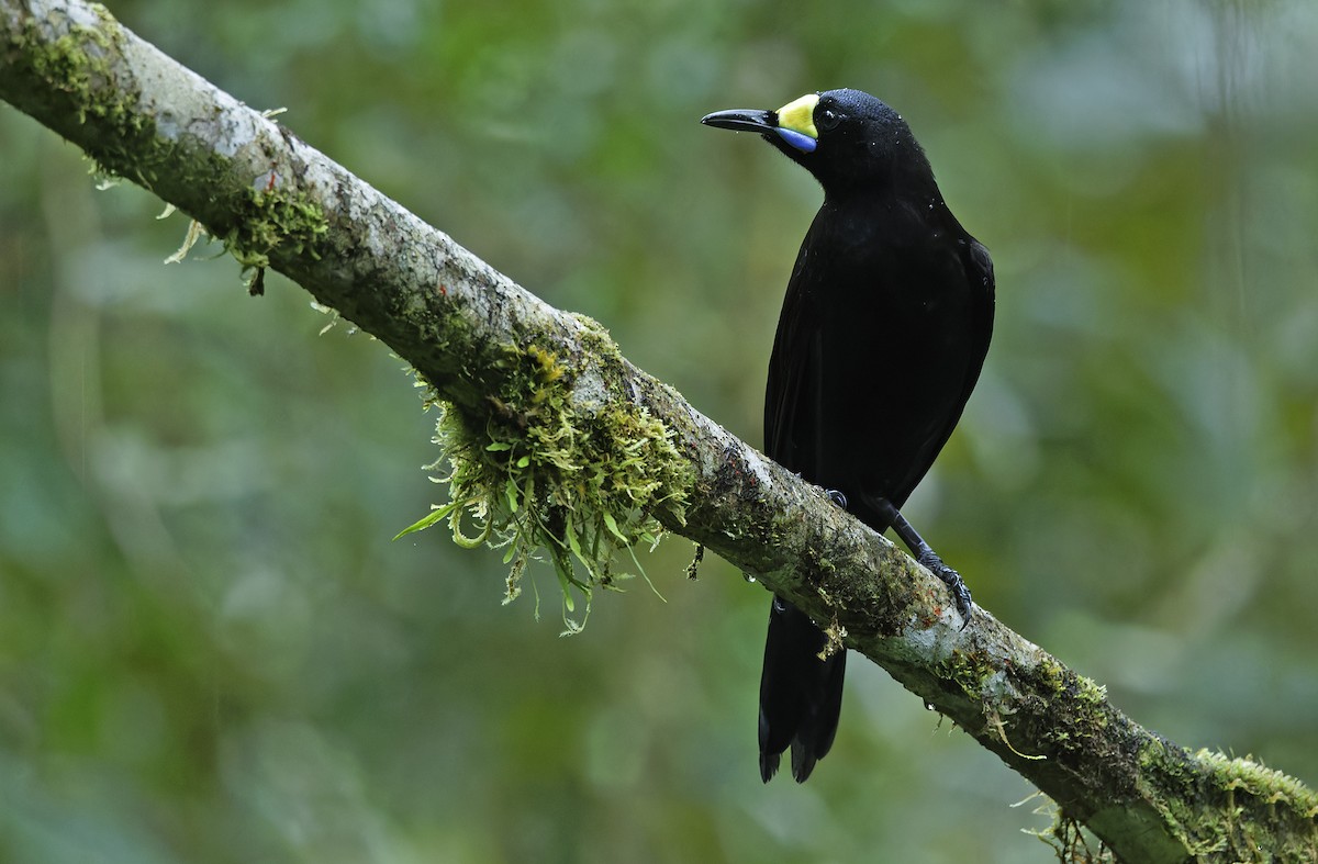 Long-tailed Paradigalla - ML641784003