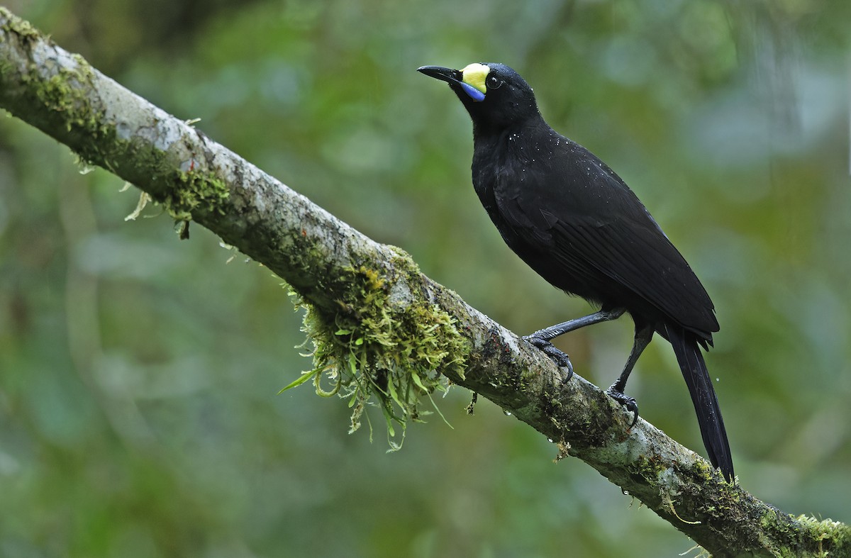 Long-tailed Paradigalla - ML641784005