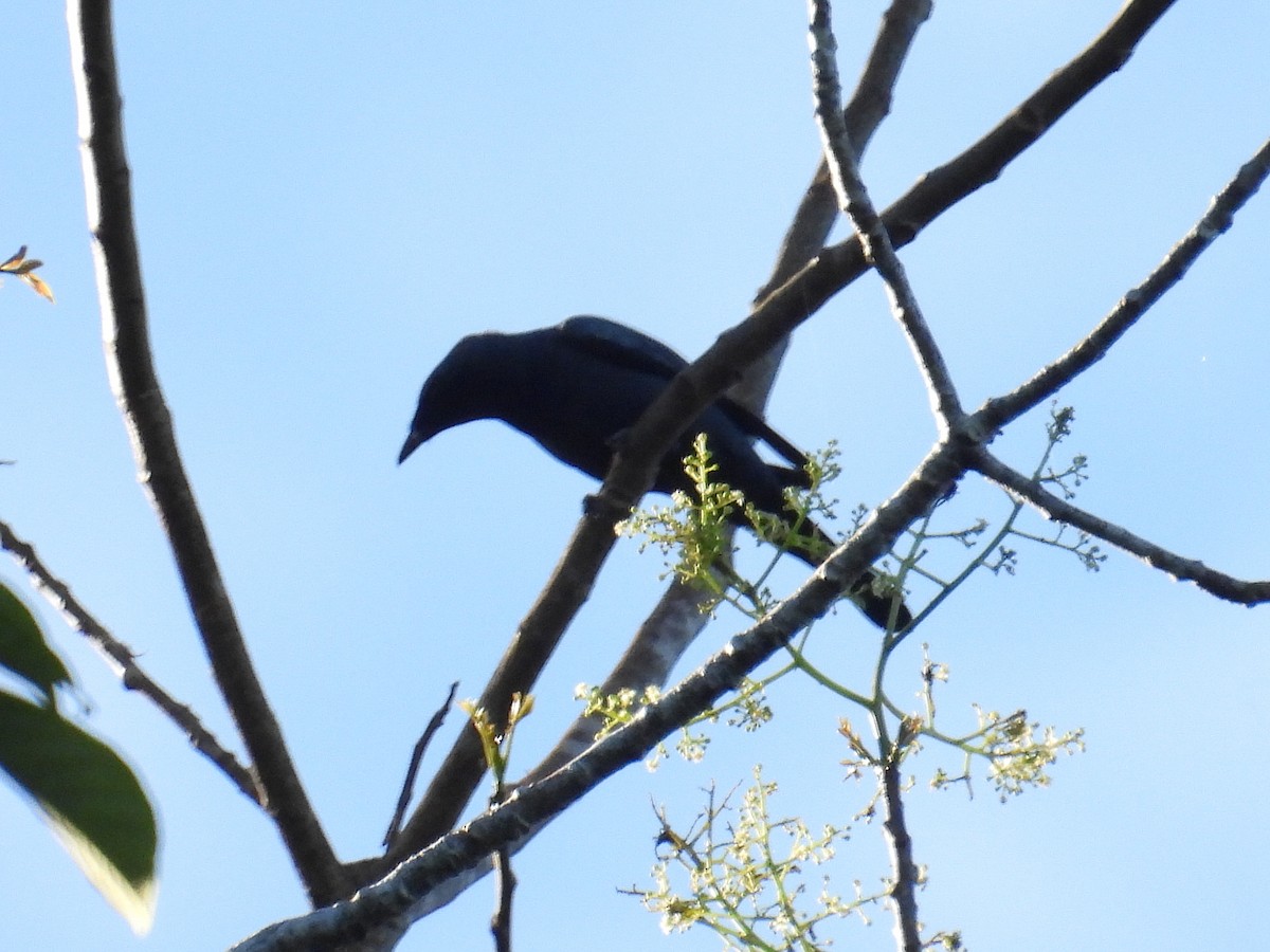 Sulawesi Cicadabird - ML641784023