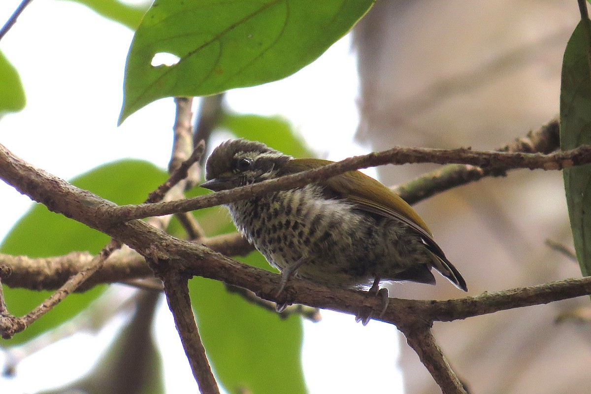 Speckled Piculet - ML641784024