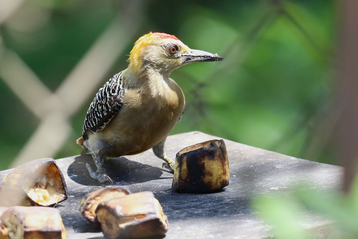Hoffmann's Woodpecker - ML641784038