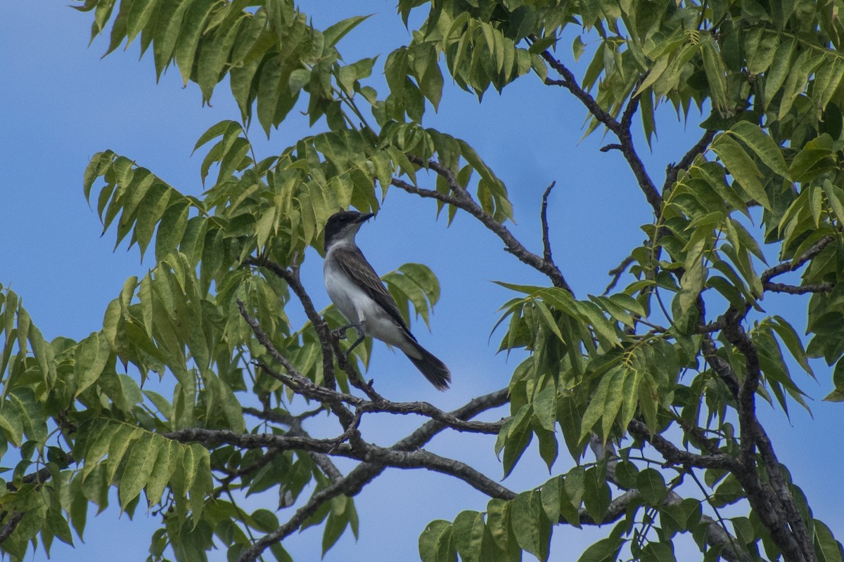 tyran obecný - ML641784045