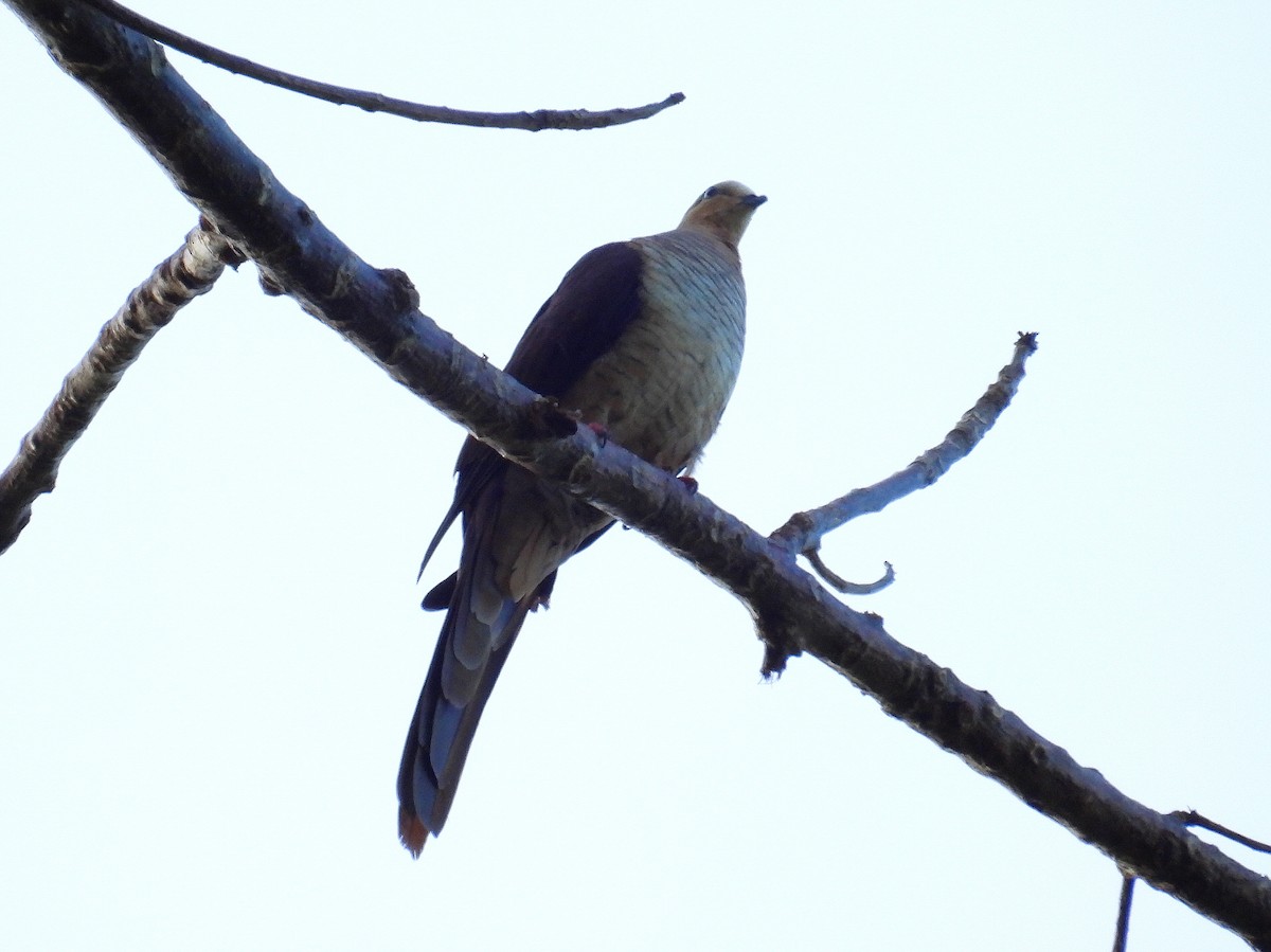 Sultan's Cuckoo-Dove (Sulawesi) - ML641784072