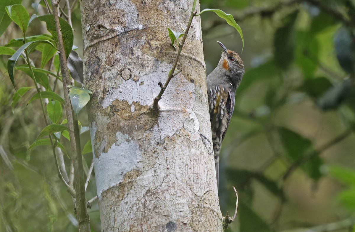 Papuan Treecreeper - ML641784097