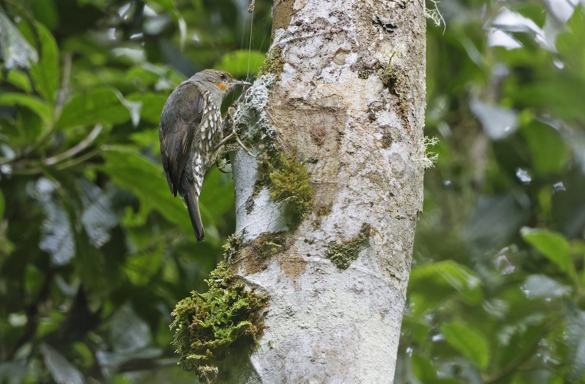 Papuan Treecreeper - ML641784099