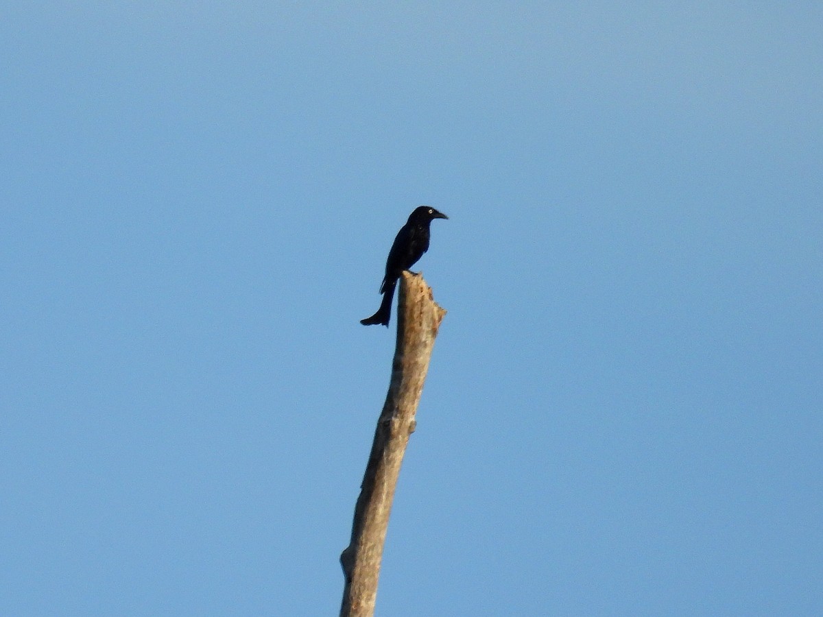 Haarbuschdrongo (leucops/banggaiensis) - ML641784100