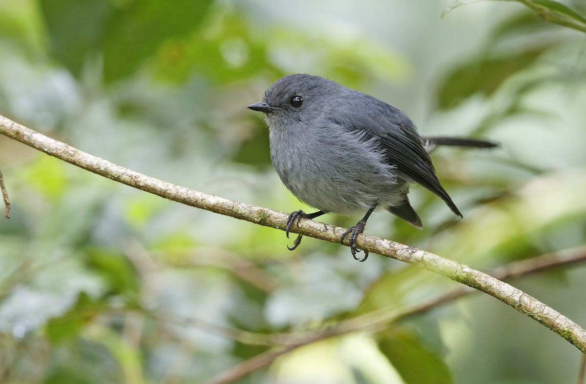 Smoky Robin - ML641784110