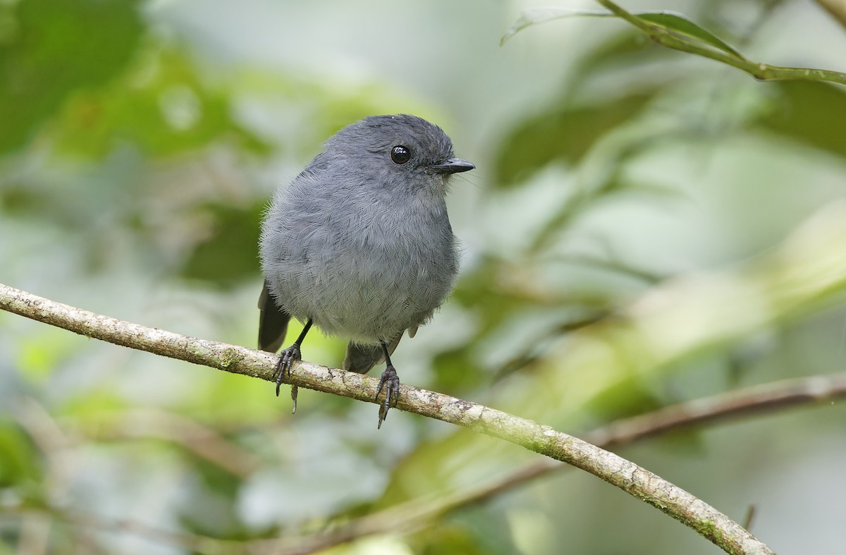 Smoky Robin - ML641784111
