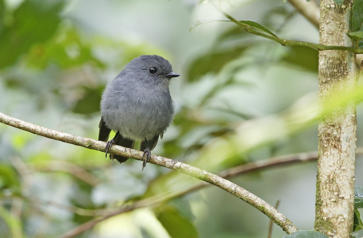 Smoky Robin - ML641784112