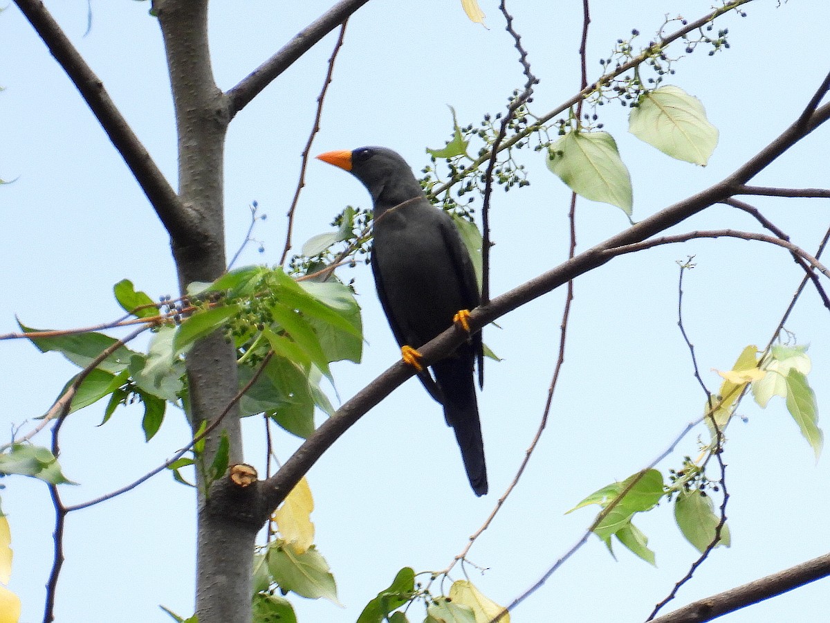 Finch-billed Myna - ML641784118